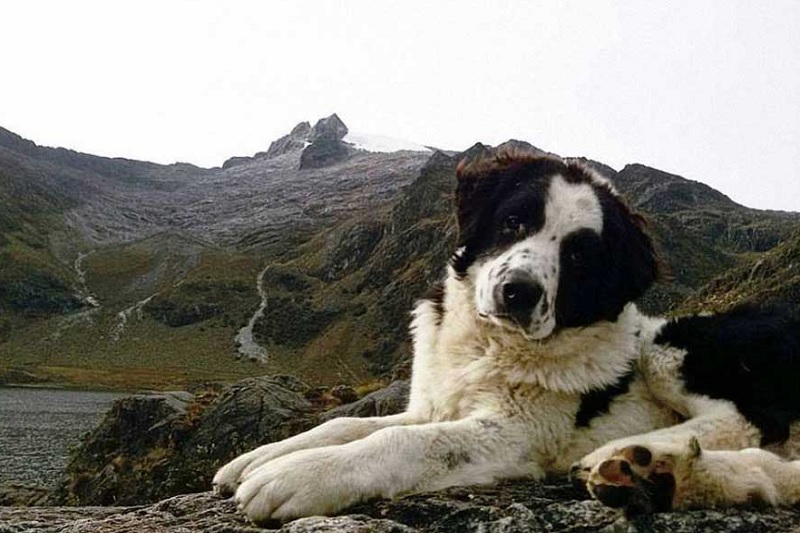Perros Mucuchíes serán registrados como raza internacional