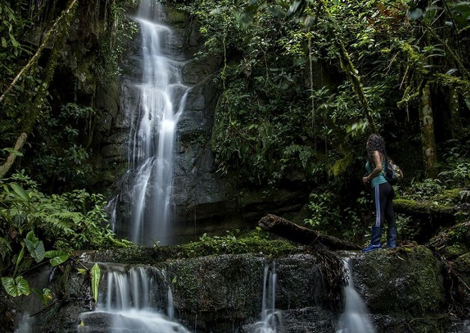 Lucha por la protección de bosques en riesgo debido a cambio climático