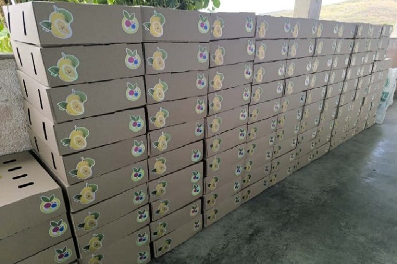 Fruta larense de calidad llega al mercado español