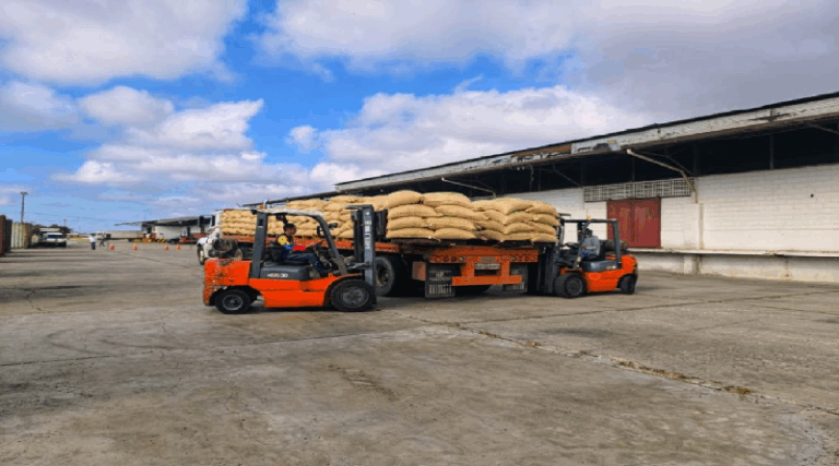 Exportan 75 toneladas de café verde larense hacia Italia