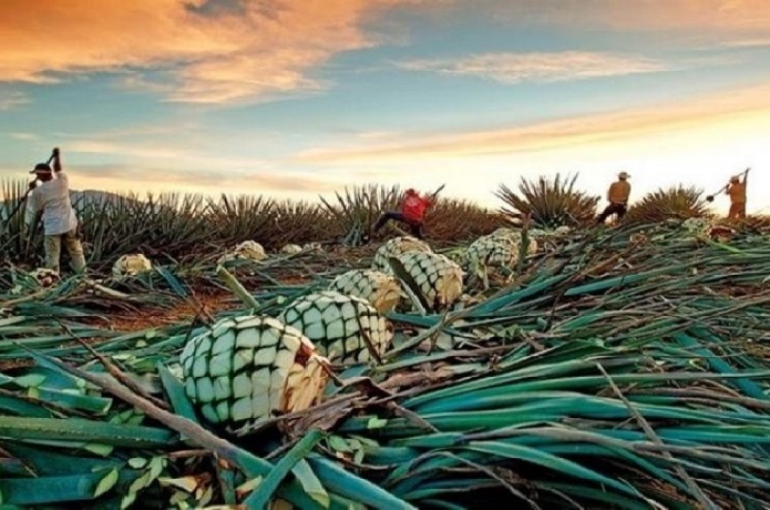 Sector productivo impulsa estrategia para posicionar el cocuy