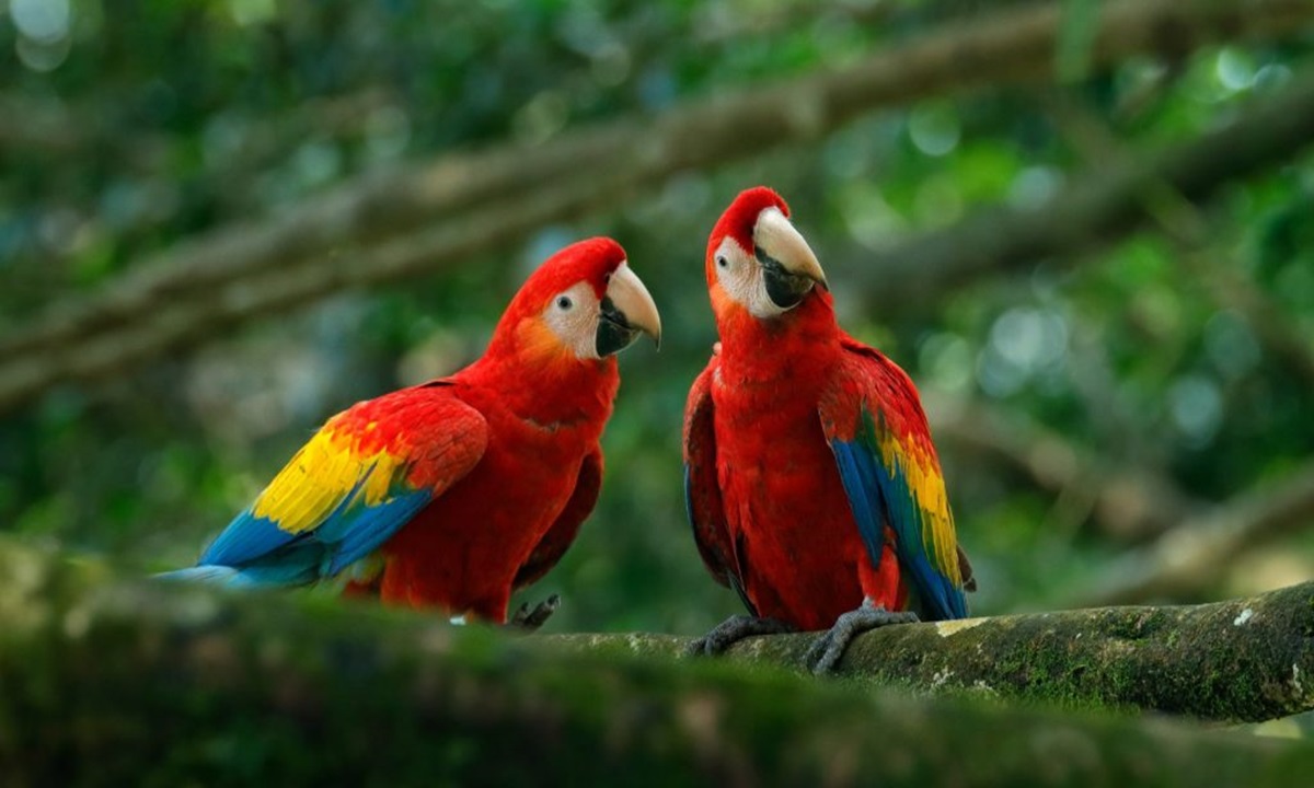 Venezuela impulsa el aviturismo con su primer webinar internacional