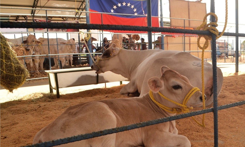 Ganaderos de Guárico brillan en Feria del Río Unare 2026