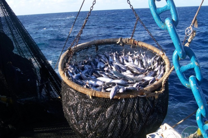 Pescadores se preparan para inicio de zafra de sardina este 16 marzo