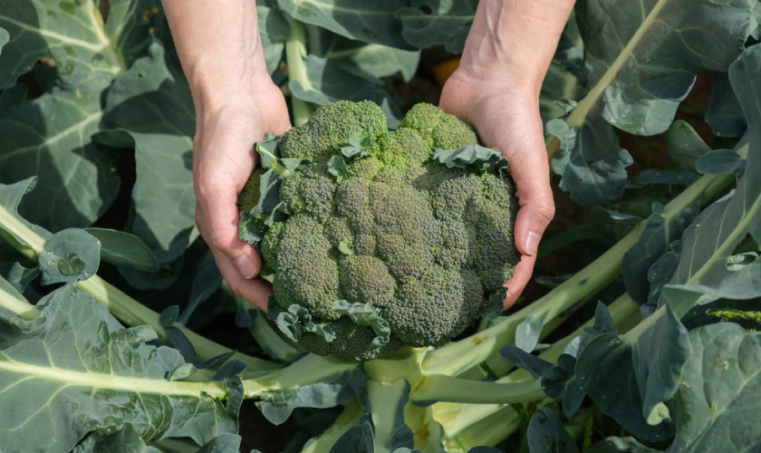 Alto consumo de brócoli evita enfermedades cardiovasculares