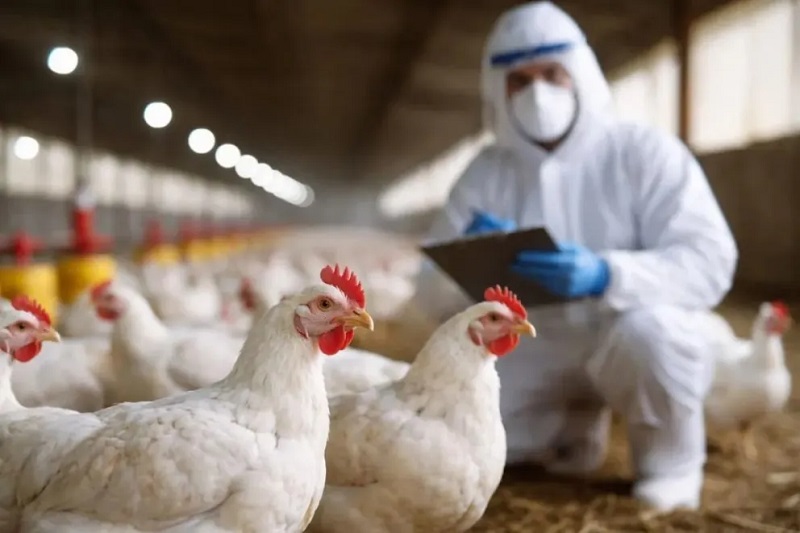 Detectan en Italia primer caso de gripe aviar en humanos