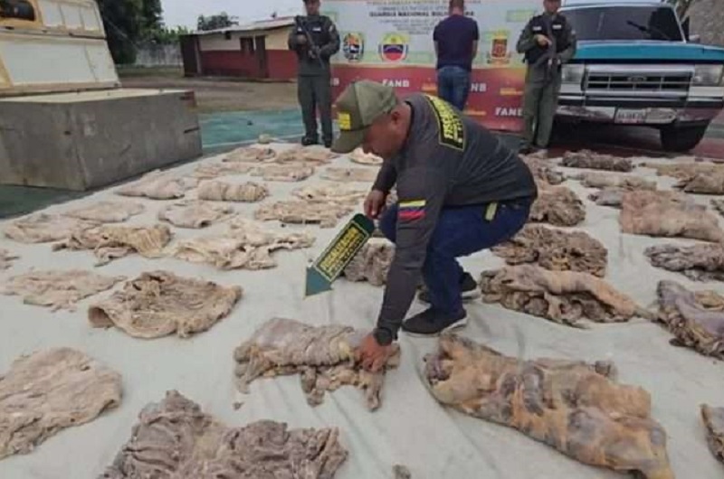 Incautan unos 216 kilos de carne de baba y chigüire en cuatro estados