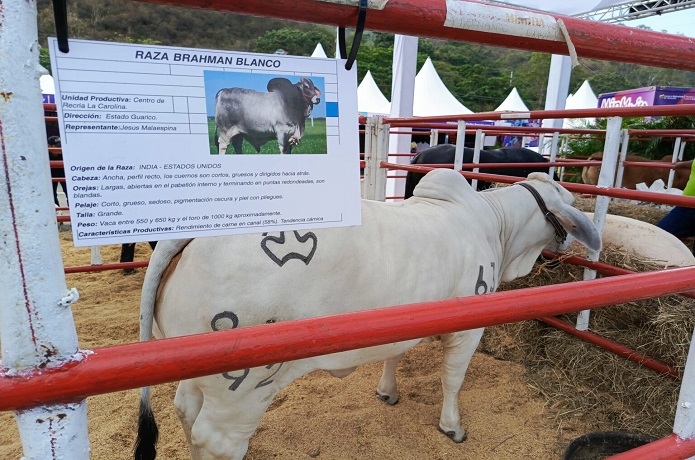 La Carlota será epicentro de la Expoferia del sector agropecuario