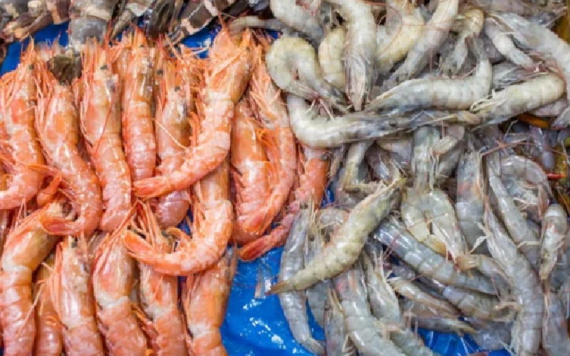 Nodavirus CMNV: El nuevo patógeno que amenaza la salud ocular