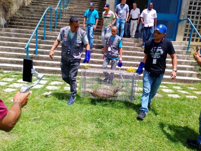 Rescatan a una baba en la Universidad Simón Bolívar